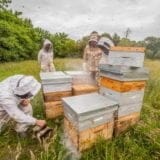 Les miels made in France