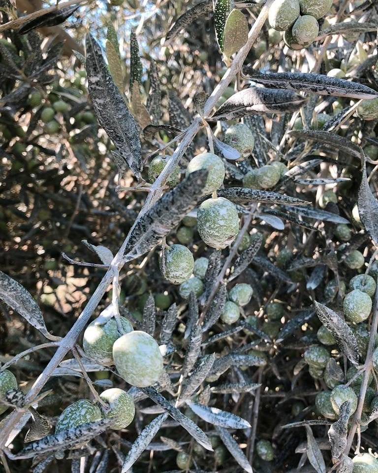 La Provençale olive argile