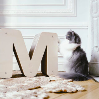Homycat Homycat