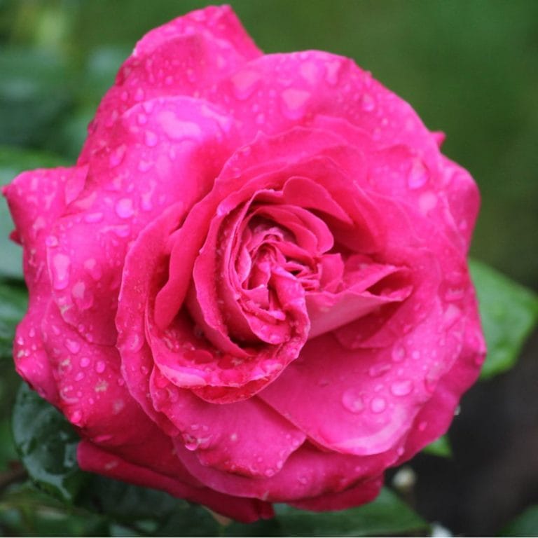 Lancome la rose fushia