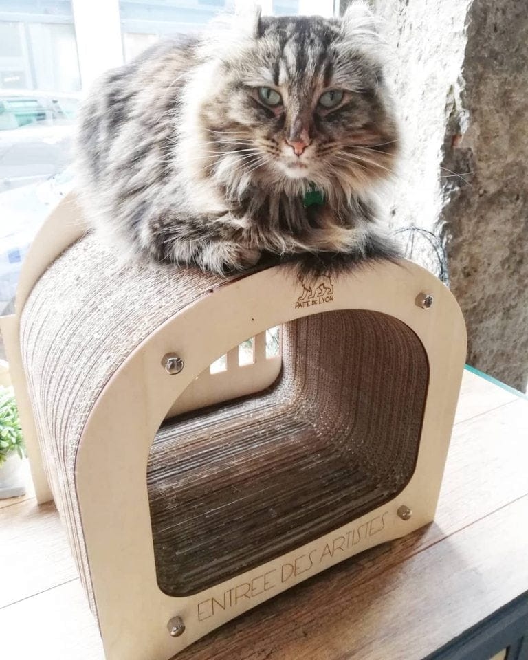 Patte-de-Lyon-loge-bar-a-chat