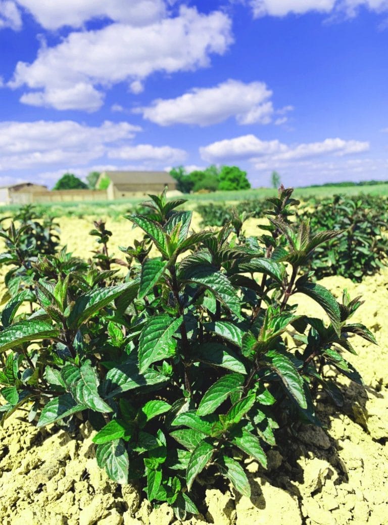 Olessen-plante-menthe-poivree-huile-essentielle