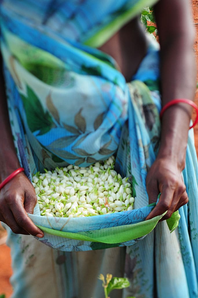 Photos de plantes en Inde pour Kaliom, cosmetique ayurvedique