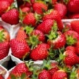 Fraises au marché