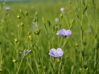 culture lin xuechao zhu pixabay culture du lin