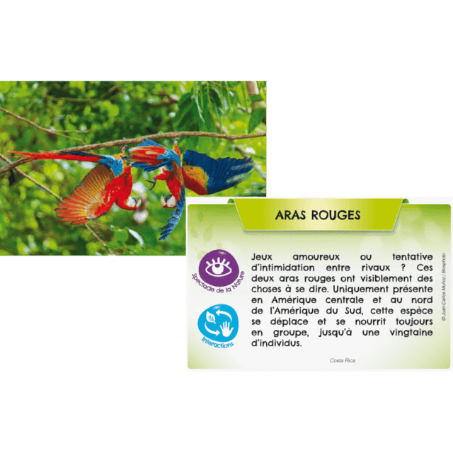 Bioviva Planète - Jungles et Forêts