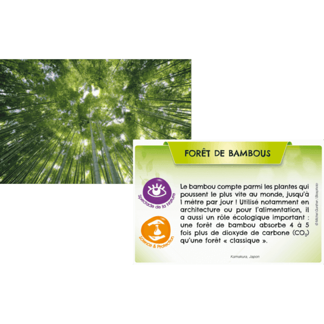 Bioviva Planète - Jungles et Forêts