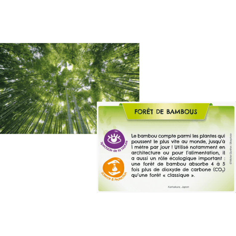 Bioviva Planète - Jungles et Forêts