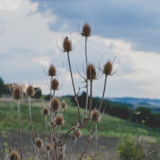 Atelier Petits Cadors - Nailloux