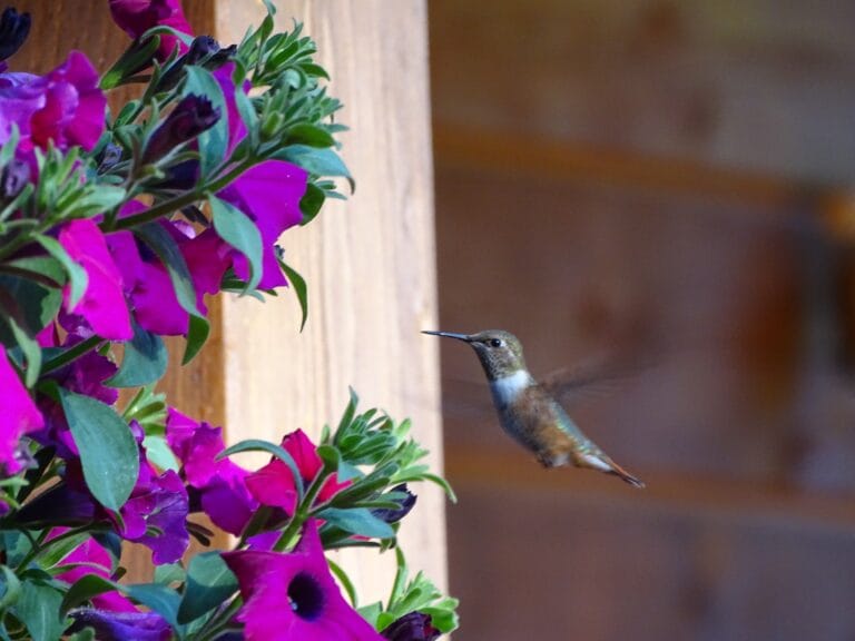 Colibri