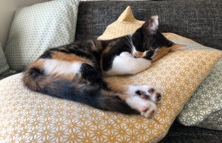 Chat Moshimoshi