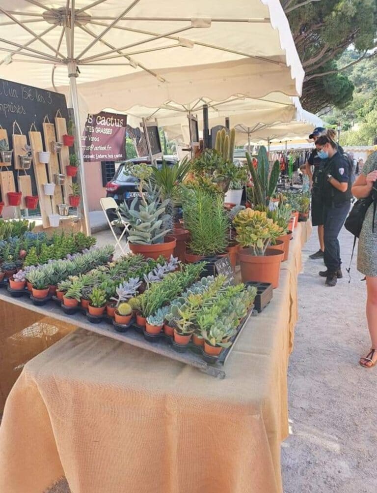 J'adore les Cactus - La Crau