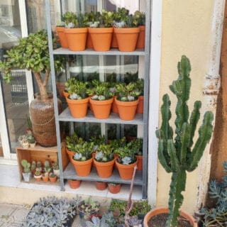 Atelier Les Contes Succulents