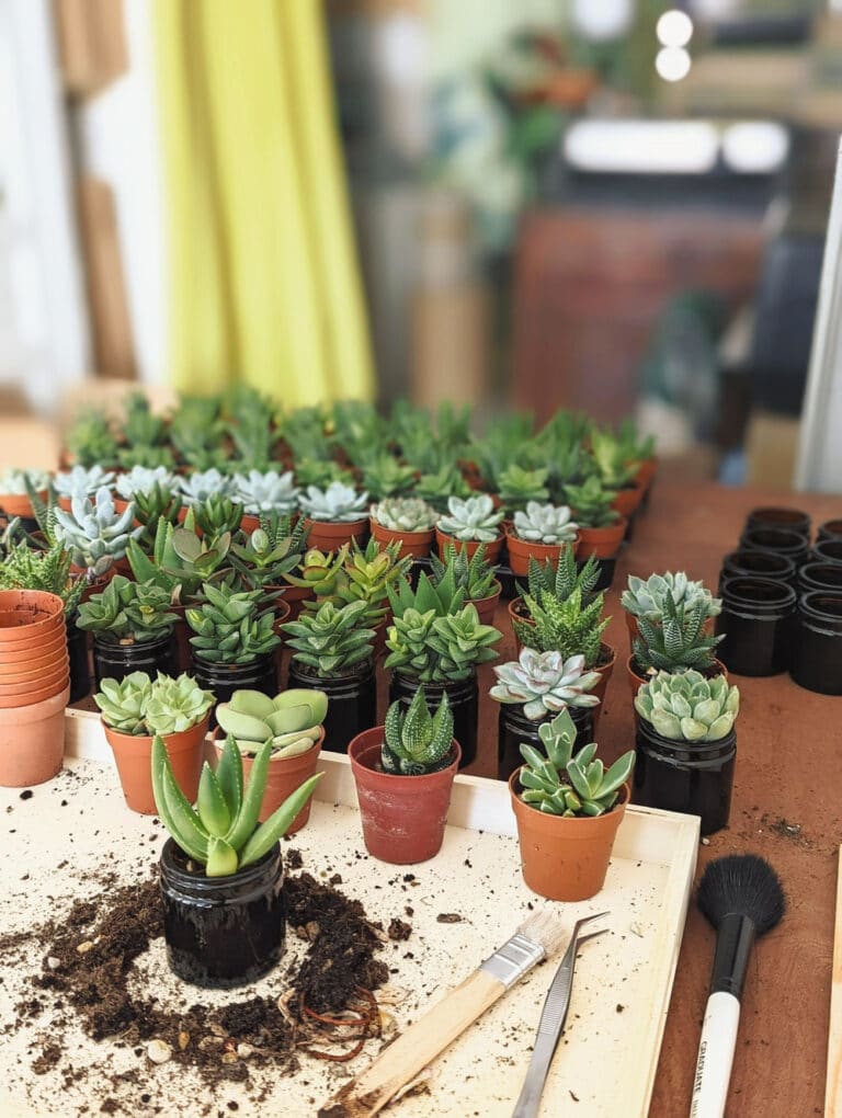 Atelier Les Contes Succulents