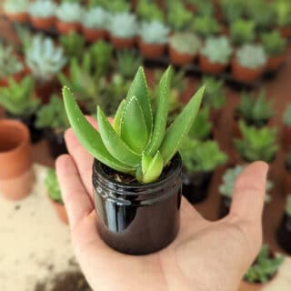 Atelier Les Contes Succulents