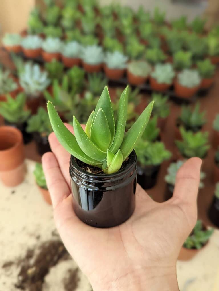 Atelier Les Contes Succulents