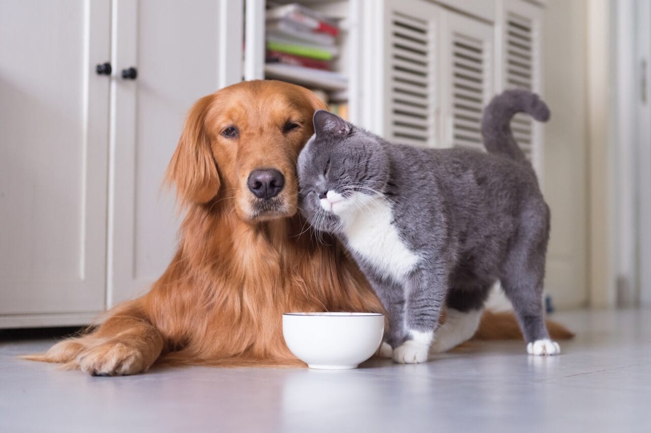 Bioty’croc - Croquettes pour chiens et chats