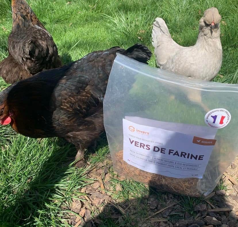 Invers - Vers de farine