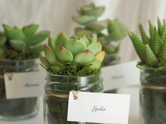 Les Contes Succulents - Cadeau personnalisé pour mariage