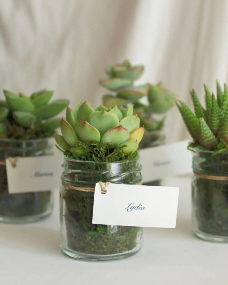 Les Contes Succulents - Cadeau personnalisé pour mariage