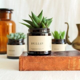 Des plantes succulentes dans un pot personnalisable Des plantes succulentes dans un pot personnalisable