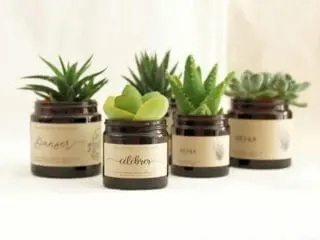 Les Contes Succulents