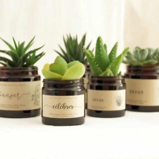 Les Contes Succulents