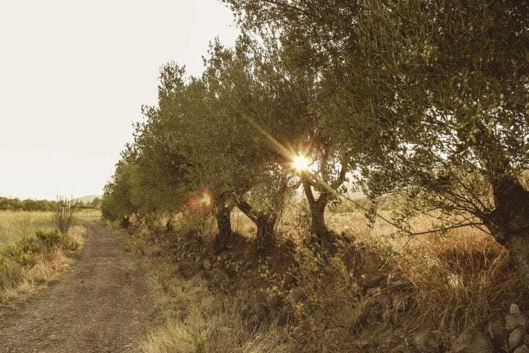 Les Contes Succulents - Provence