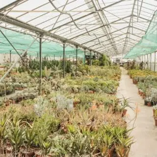 Les Contes Succulents