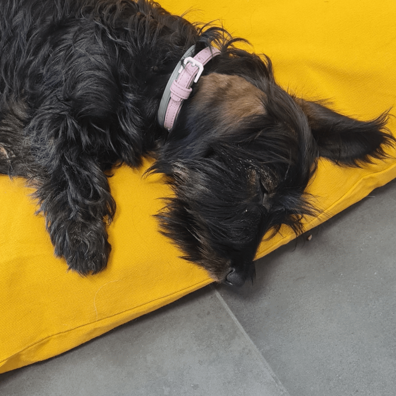 touyou coussin chat chien confortable made in france scaled Tou You - Coussin pour chien et chat