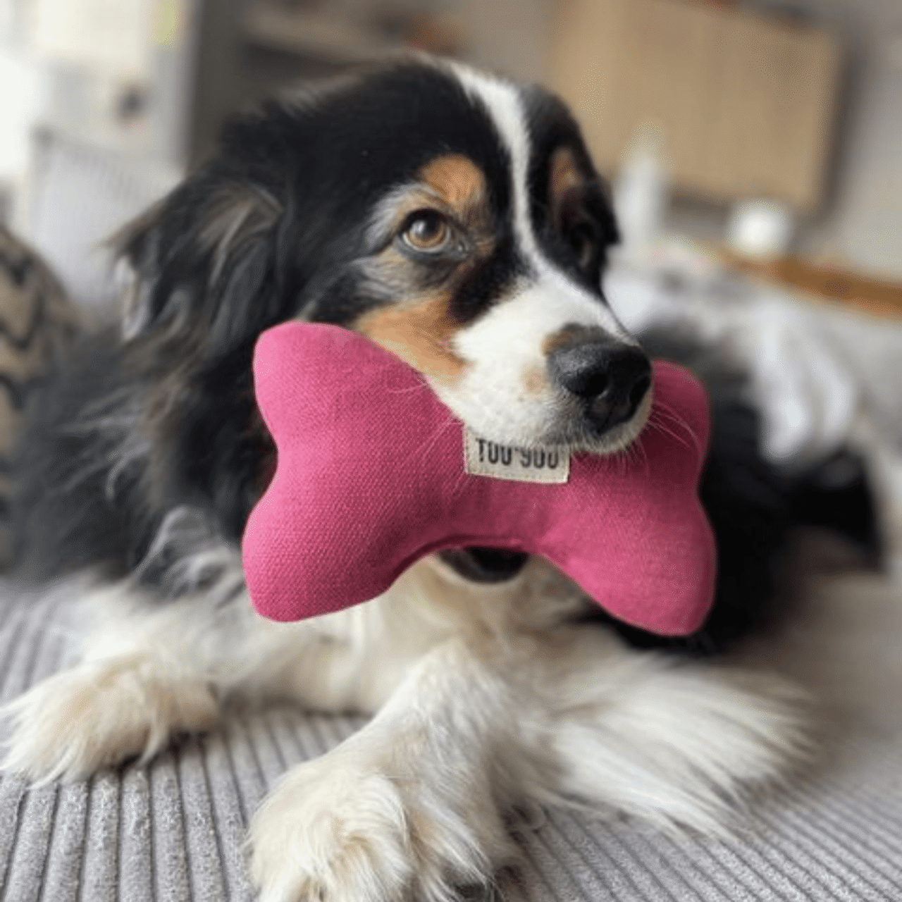 touyou jouet pour chien resistant scaled Tou You - Jouet pour chien