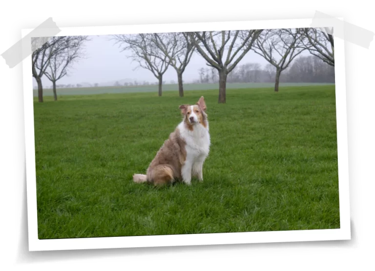 Tou'You - Chien