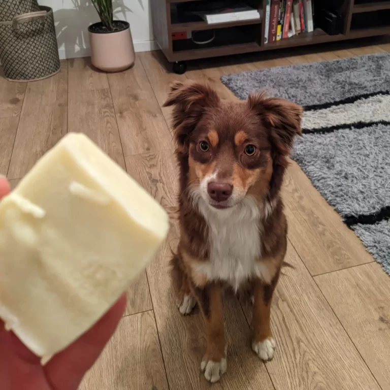 Tou'You - Shampoing solide pour chien citron romarin