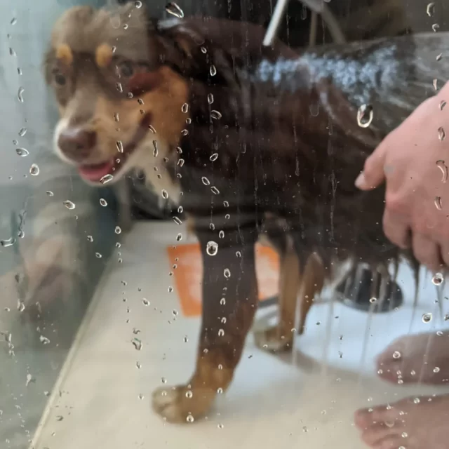 Tou'You - Shampoing solide pour chien citron romarin