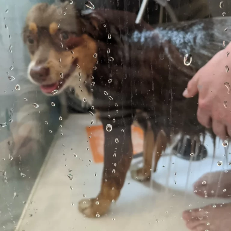 Tou'You - Shampoing solide pour chien citron romarin