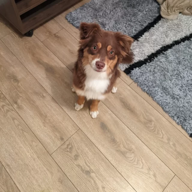 Tou'You - Shampoing solide pour chien citron romarin