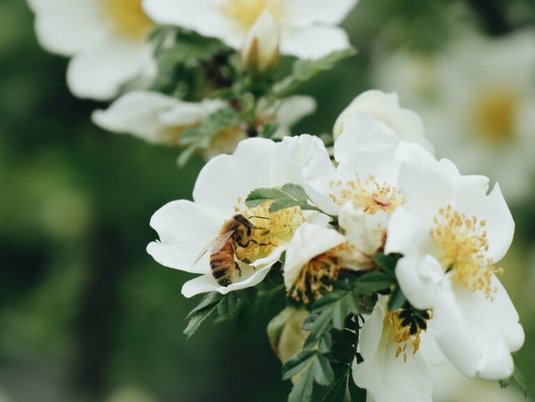Arbre de Manuka
