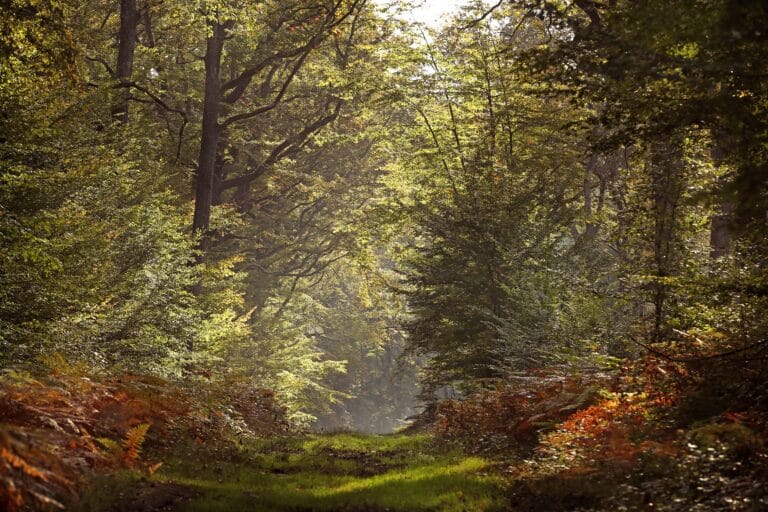 La Chênaie - Forêt