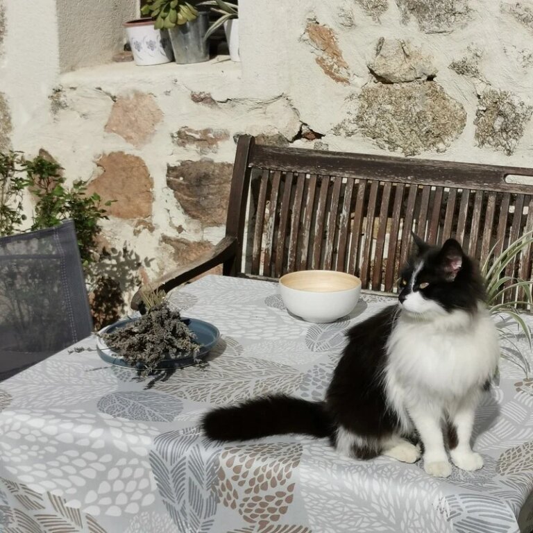 Fleur de Soleil - Nappe enduite Feuilles gris beige