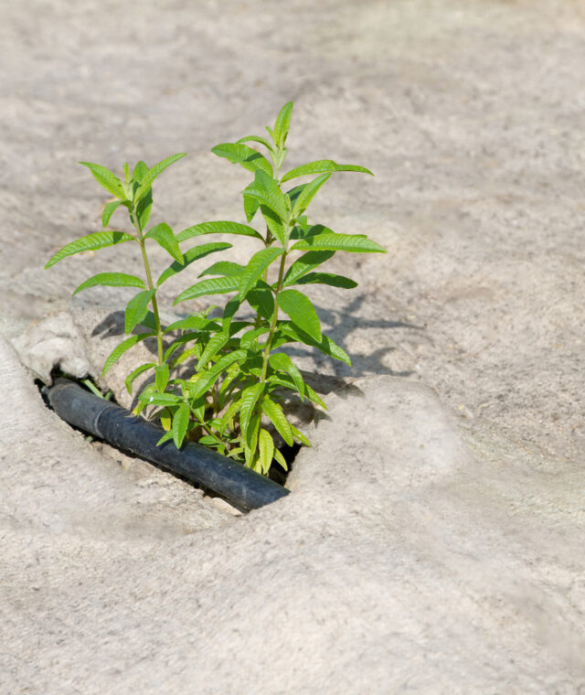 Ardelaine - Feutre de paillage 700g/m²