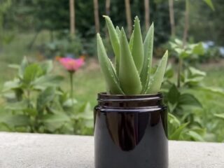 Les plantes et fleurs made in France