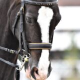 Les bridons d’équitation, filets et rênes pour chevaux made in France Les bridons d’équitation, filets et rênes pour chevaux made in France