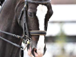 Les bridons d&rsquo;équitation, filets et rênes pour chevaux made in France