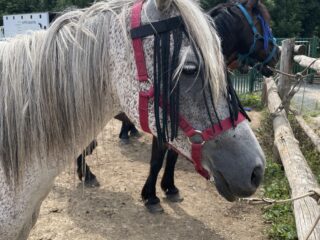 Matériel pour l’équitation made in France