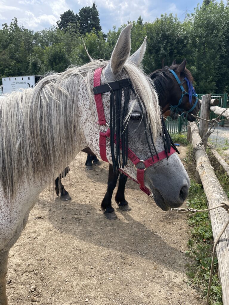 Cheval