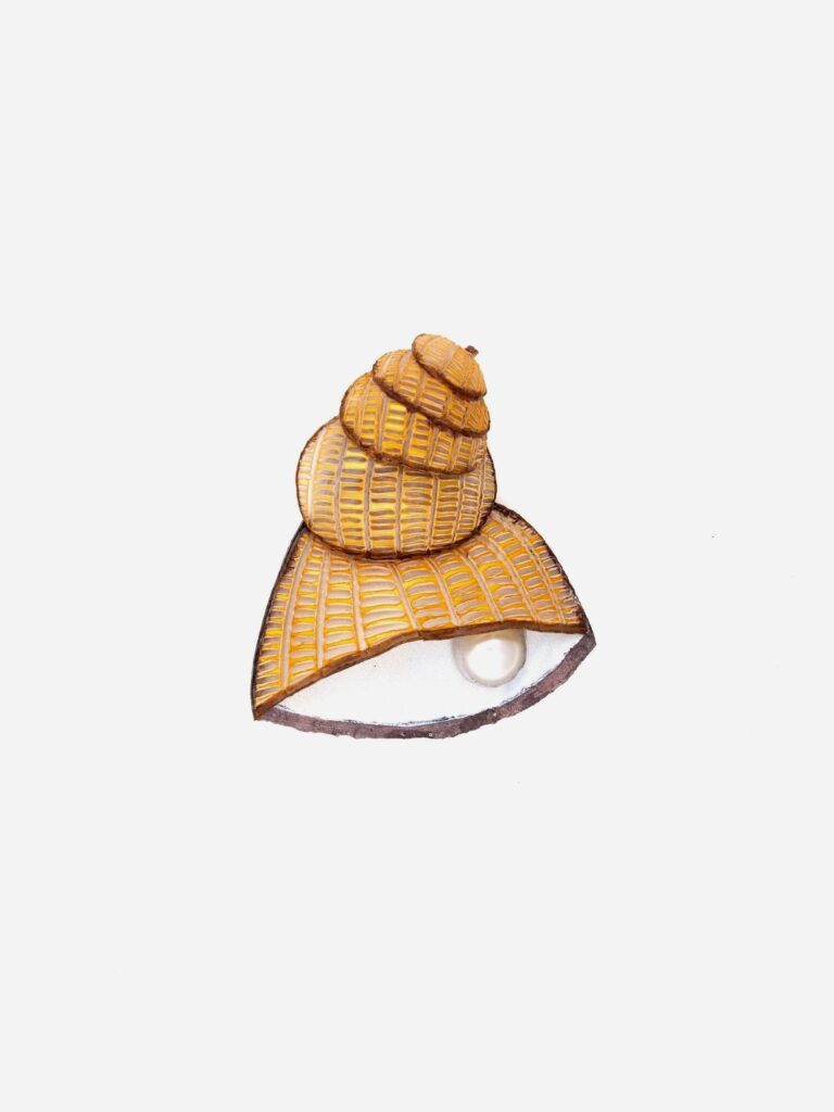Ciléa Bijoux - Broche bijou coquillage Saint-Malo