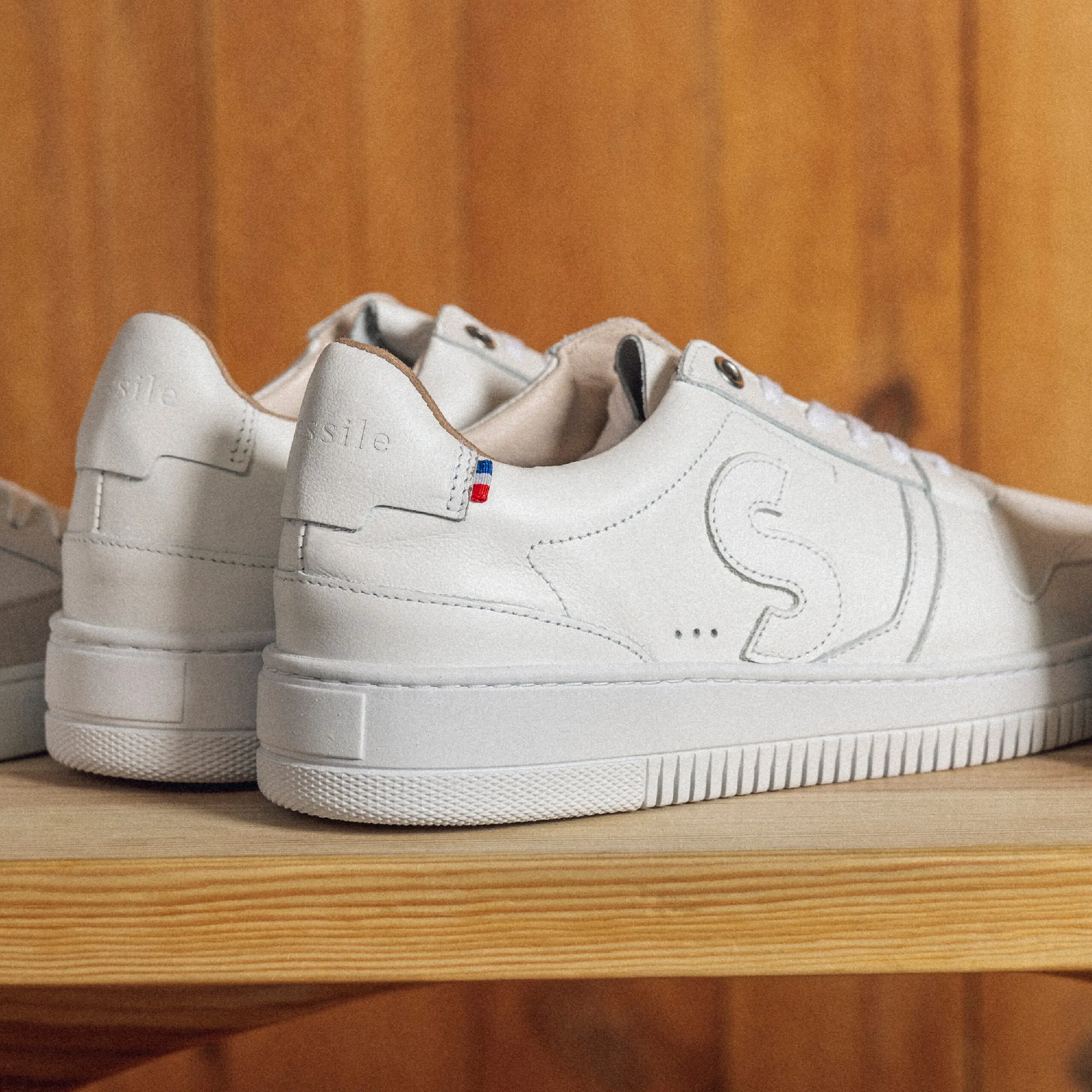 Sessile - Bellis Blanc