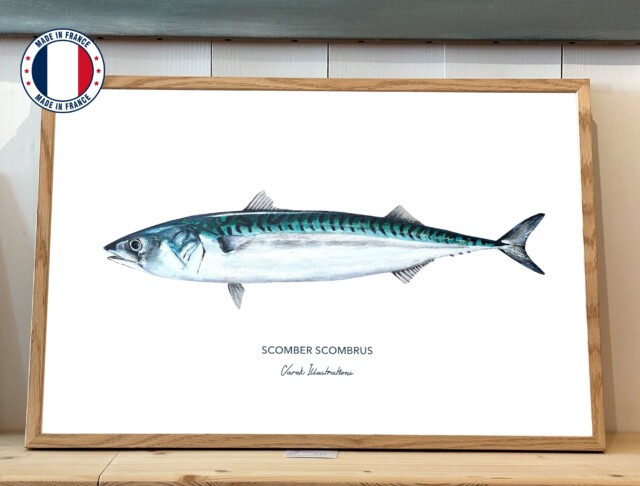 varek.illustrations - Affiche Le Maquereau