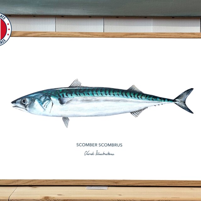 varek.illustrations - Affiche Le Maquereau