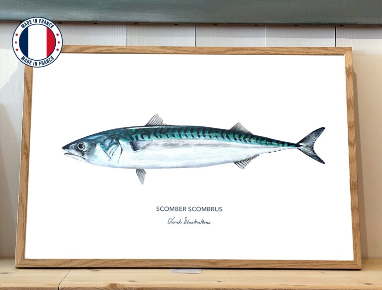 varek.illustrations - Affiche Le Maquereau
